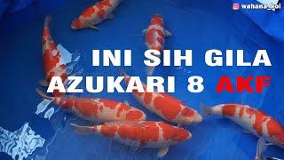 BIKIN JURI BINGUNG, KUALITAS GAK JAUG BEDA | PENJURIAN AZUKARI AKF  8