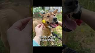 [하남유기견보호소] 미소천사 듬직이 구조완료 가족찾기는 ing #사지말고입양하세요 #강아지 #하남시보호소