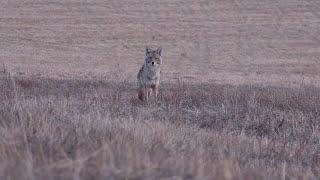 Helping a Rancher with his Coyote Problems!  John smashes another solo double