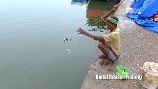 Back to Back MULLET FISH Catching Videos