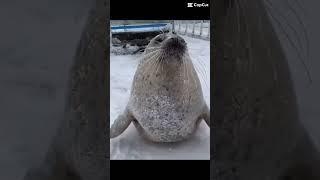 WAIT! -seals