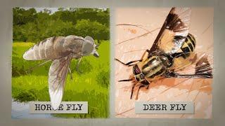 The Biting Truth about Horse Flies