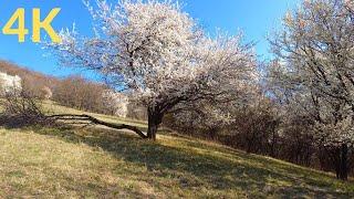 Exploring Vienna in Spring: The beautiful Outskirts you have NEVER heard of in | 4K 60FPS |