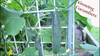 Bush Cucumbers Vs Vining Cucumbers|WHICH CUKES Are BEST To GROW???