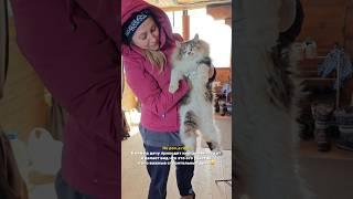 Кошачьи дачные дела  #семейныйблог #юмор #кот #смешнойкот #смешныеживотные #домашниеживотные #дача