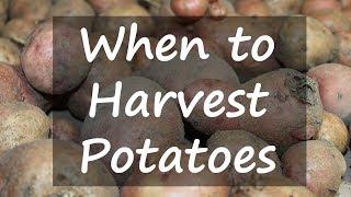 When to Harvest Potatoes