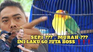  LAKU 60 JUTA , PRIYO GENDUB RHN " LOVEBIRD MASIH MAHAL BOSS "