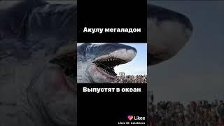 Акула мегалодон