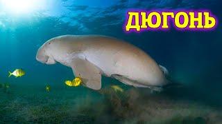 History of the Dugong Mysterious beauty of the deep sea