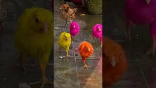 Rainbow Color Chicks Slowmo Race  #shortvideo #shorts #chicken