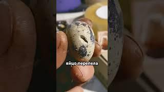 Купить инкубационное яйцо техасский мясной перепел Хитрук Елена Украина #купитьяйцо#купитьперепела
