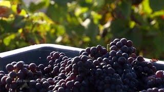 Du raisin au vin : la méthode champenoise