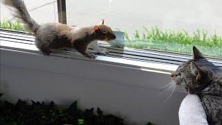 Squirrel comes inside to meet the cat face-to-face