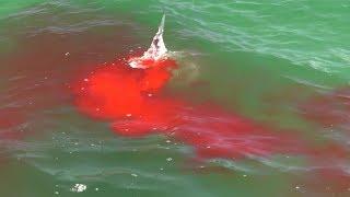 Bloody Hammerhead Shark Attack on Video during Shark Week