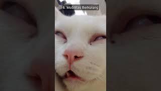 Tanda2 Kucing Mau Mati