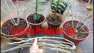 Chia Sẻ Cách Trồng Phong Lan Phi Điệp (Giã Hạc) Trong Chậu Đảm Bảo