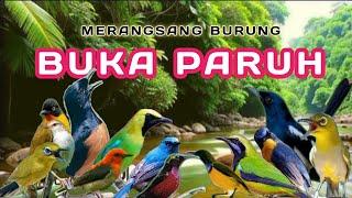 TERAPI PAGI DAN MALAM HARI, TERAPI UNTUK SEMUA JENIS BURUNG, TERAPI SEMUA JENIS BURUNG KECIL