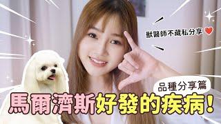 【品種犬常見疾病：馬爾濟斯篇】｜蔡曼琳獸醫師