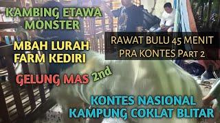 RAWAT BULU KAMBING MONSTER GELUNGMAS PRA 45 MENIT MASUK KONTES NASIONAL KAMPUNG COKLAT BLITAR5-2-23