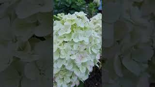 Даймонд Руж ,Германия  10.08.24 #германия #hortensia #гортензия #garden #дача