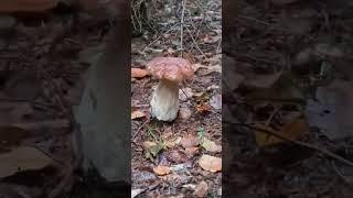 Porcini | Boletus | Fungi #nature #forest #boletus #mashroom #гриби #porcini