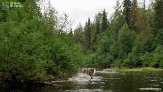 Северные олени на реке в Печоро-Илычском заповеднике