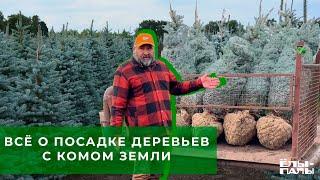 Всё о посадке деревьев с комом земли в питомнике ЁЛЫ ПАЛЫ