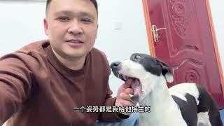 比特犬蚂蚱生了10条小狗崽，阿龙安排猪蹄汤补营养，幼犬太可爱了