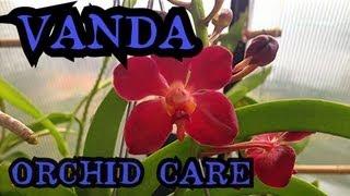 Vanda Orchid Care: Info on watering and root health | "How to care for Orchids"