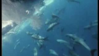 Parade of porpoises