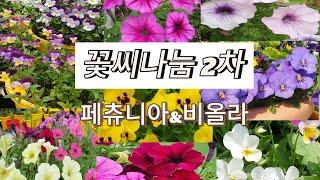 하늘정원 2차 꽃씨나눔 / 페츄니아꽃씨나눔 /비올라꽃씨나눔