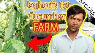 An Interview with a Successful Farmer - Cucumber Farm in Jaghori Afghanistan فرم  بدرنگ در جاغوری