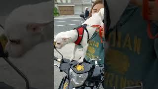 puppy in rider #shorts #puppylife #puppy #aso #dog #shortvideo  #rider #cute #funny #respect #love