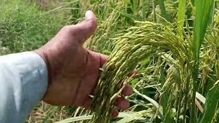 A New Variety Pusa Basmati 1847  per acre yield 100 mun ||High Yield Varieties of Rice in the World