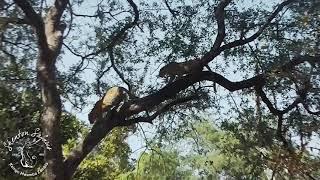 Shenton Safaris - Leopard fight in a tree