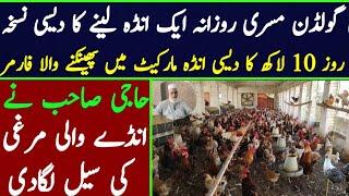 golden misri hen farming in pakistan | layer egg farming business idea | golden misri hen for sale