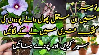 How To Grow Permanent Flowering Plants From Cutting In November /Grow plants by cutting in November