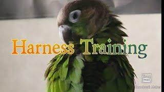 Harness Training | Parrot Training 