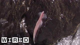 Some Fish Swim. Weirder Fish Hop. This Fish ​Waddles