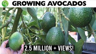 The Best Avocados to Grow in Your Garden: No More Growing Avocado from Seed!