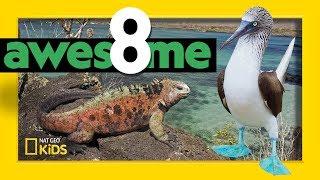 Greatest Animals of the Galápagos | Awesome 8