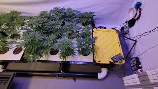 Diy 24 plant Rdwc system