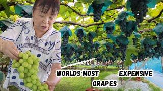 worlds most expensive grapes in japan || seedless grapes in japan || beautiful grapes farming