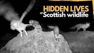 The Hidden Lives of Scottish Wildlife Revealed