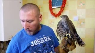 Как приручить дикого ястреба #Ястреб #Перепелятник  little hawk  Обучающий курс 