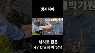 대물 붕어 방생 / 낚시로 잡은 47cm 붕어