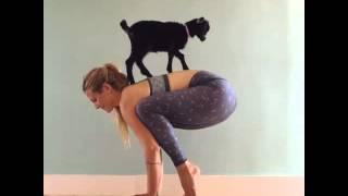 Yoga Goat