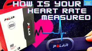 How is Heart Rate Measured by a Chest Strap | Polar H10 Chest Strap | ECG & Pulse Rate Explained