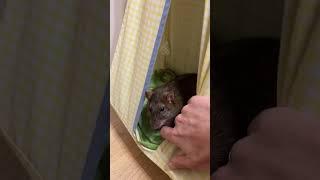 Уютный дом для крыс  #ratslife #rat #крысы #животные #animals