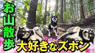 お山ズボンにメロメロな柴犬〜オナラこきすぎや〜